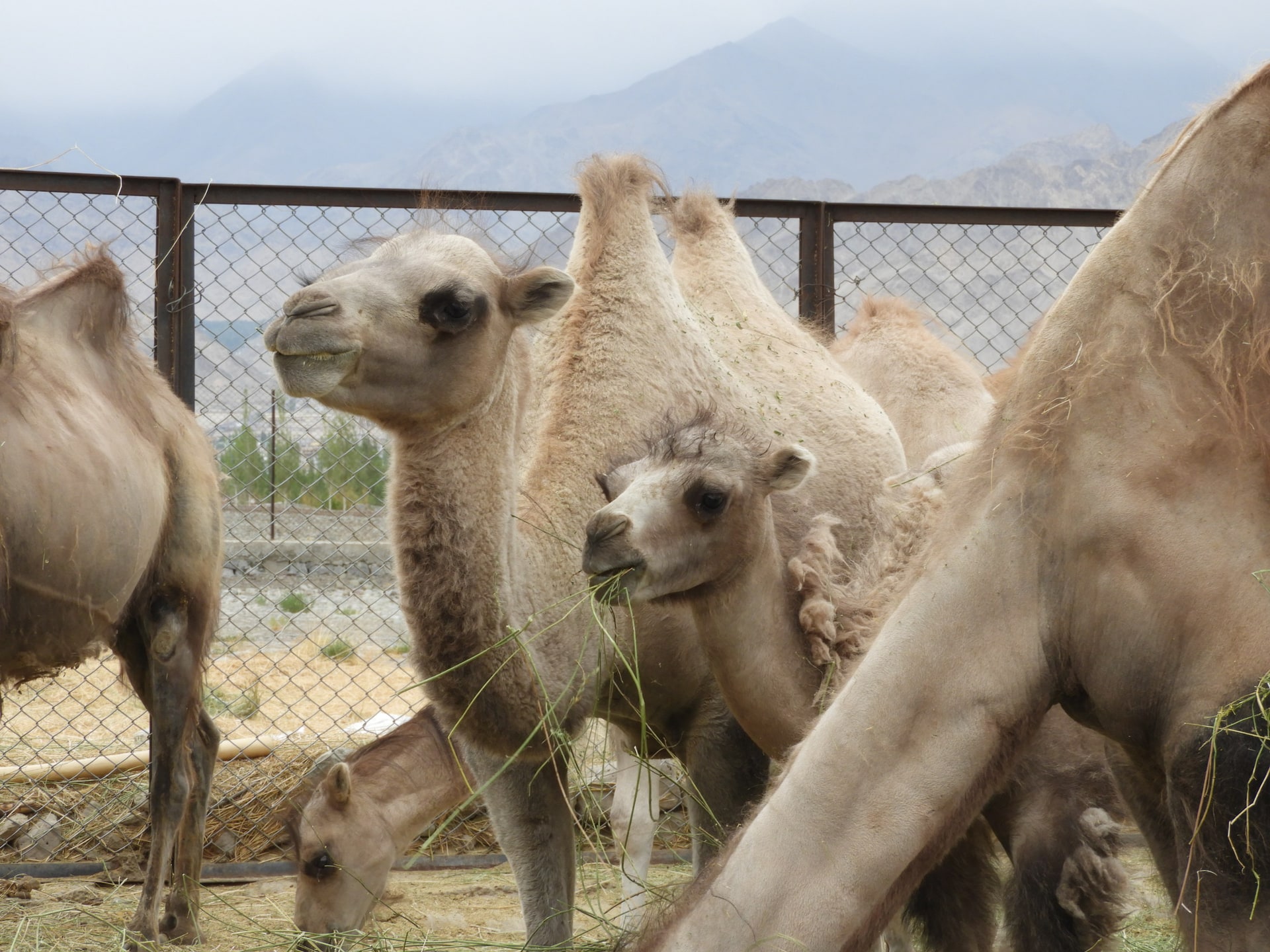 Bactrian Camel